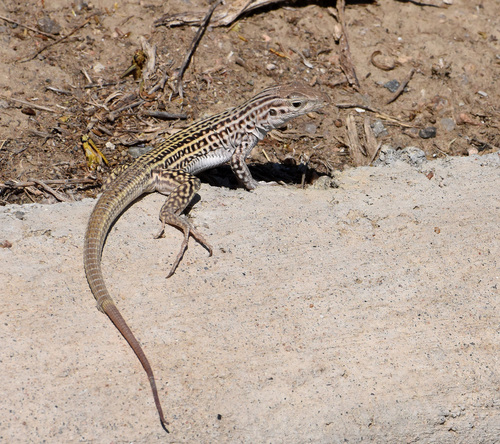 Colorado Checkered Whiptail