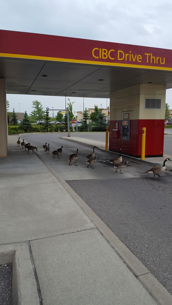 캐나다기러기 from 340 Laval Dr, Oshawa, ON L1J 6X3, Canada on... by Joey-Lynn France · iNaturalist 캐나다기러기 (Branta canadensis)