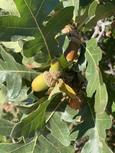 Gambel Oak