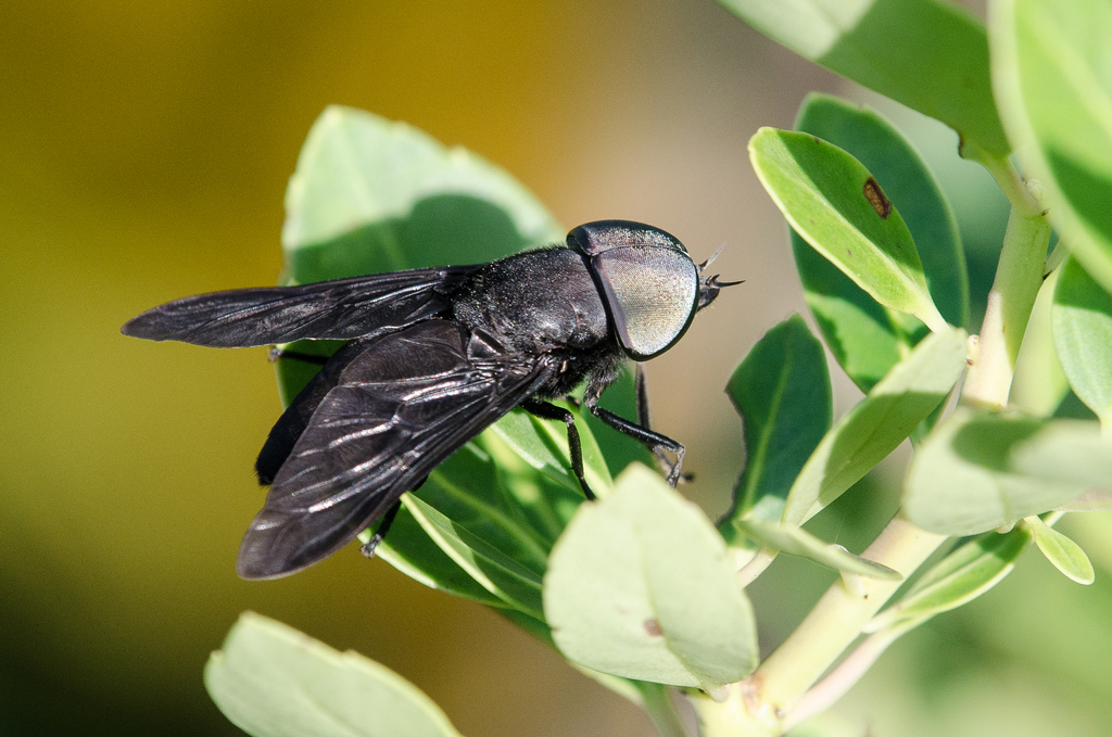 Black Horse Fly