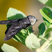 Black Horse Fly - Photo (c) j_albright, all rights reserved