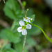 Arabis alpina alpina - Photo (c) eugenesmurgis, all rights reserved, uploaded by eugenesmurgis