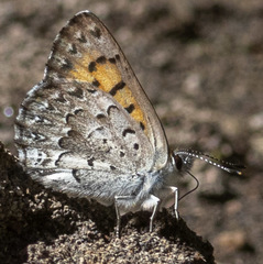 Lycaena mariposa image