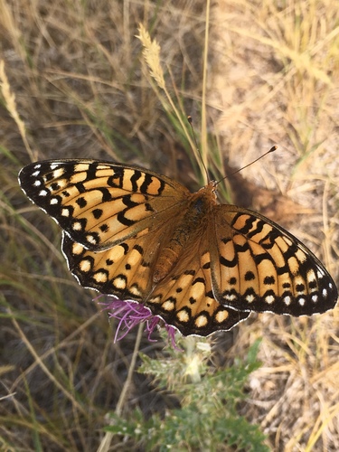 Edwards's Fritillary