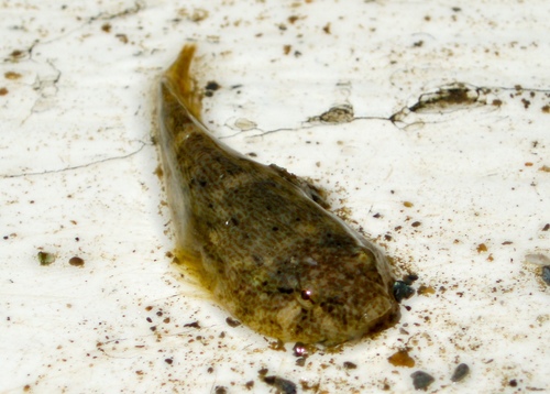 Skilletfish