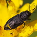 Anthaxia quadripunctata l. Златка черноточечная Хвойная