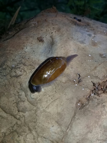 Streptostyla