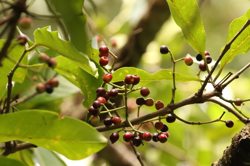 Daly River satinash (Syzygium nervosum)