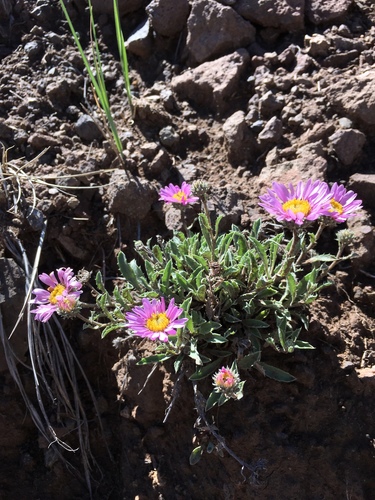 Colorado tansyaster (Machaeranthera coloradoensis var. coloradoensis)