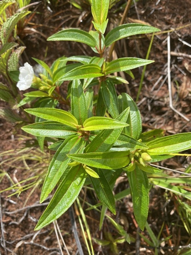 Melastoma malabathricum var. mariannum