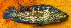 Image of Parachromis managuensis