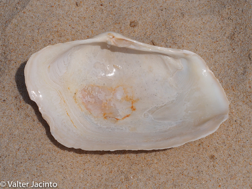 Panopea glycimeris