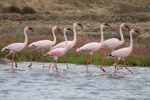 Lesser Flamingo