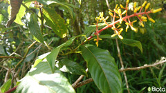 Palicourea padifolia image