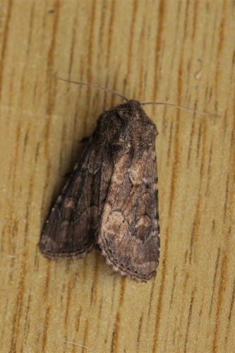 Flounced Rustic