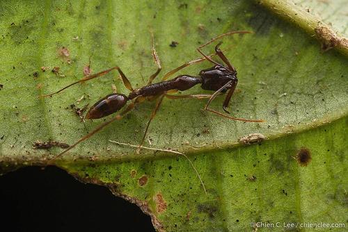 Anochetus agilisAnochetus agilis