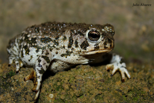 Plateau Toad