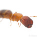平頭蟻屬 - Photo 由 Steven Wang 所上傳的 (c) Steven Wang，保留所有權利