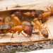 Pale Gate-keeper Ant - Photo (c) Steven Wang, all rights reserved, uploaded by Steven Wang