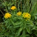 Blue Ridge Goldenrod - Photo (c) Hannah, all rights reserved, uploaded by Hannah