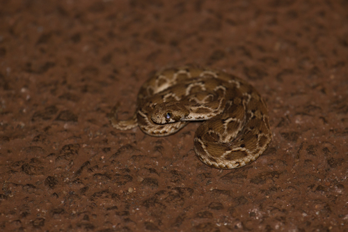 Saw-scaled Viper