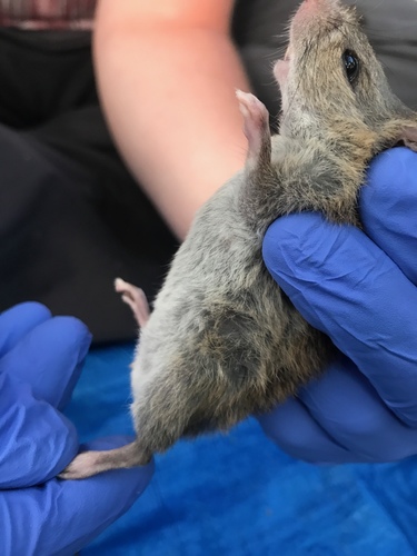 Polynesian Rat