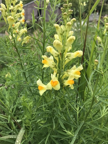 common toadflax