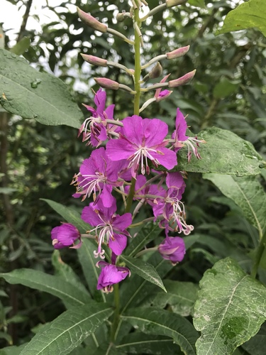 fireweed