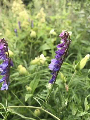 tufted vetch