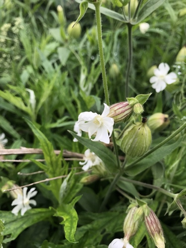 white campion