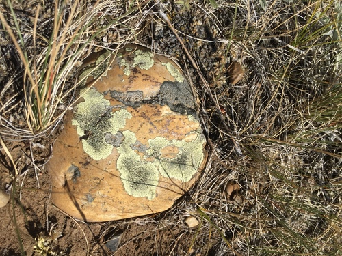 Golden Moonglow Lichen