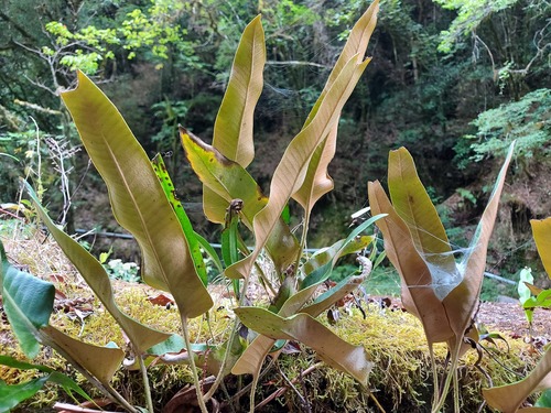 Pyrrosia sheareri