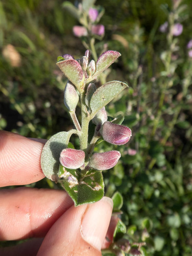 Podalyria orbicularis