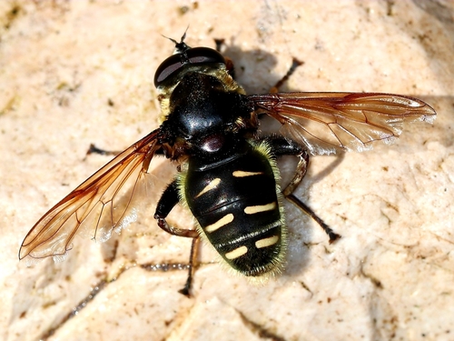 Narrow-banded Pond Fly