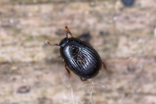 Epierus comptus