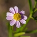 Coreopsis rosea - Photo (c) Megan Timmons, todos los derechos reservados, subido por Megan Timmons