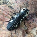 Arizona Eyed Click Beetle - Photo (c) jpsincage, all rights reserved, uploaded by jpsincage