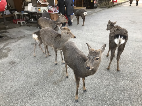 Sika Deer