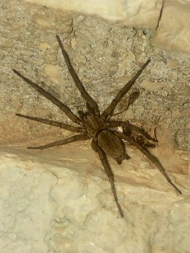 Nomisia Ground Spiders (Genus Nomisia) · iNaturalist