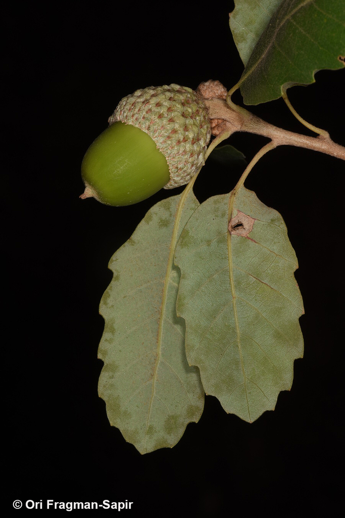 Quercus infectoria (Quercus infectoria)