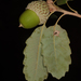 Quercus infectoria - Photo (c) Ori Fragman-Sapir, όλα τα δικαιώματα διατηρούνται, uploaded by Ori Fragman-Sapir