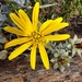 Rag Capethistle - Photo (c) Emma-Leigh Prain, all rights reserved, uploaded by Emma-Leigh Prain