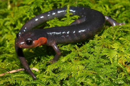 Red-cheeked Salamander