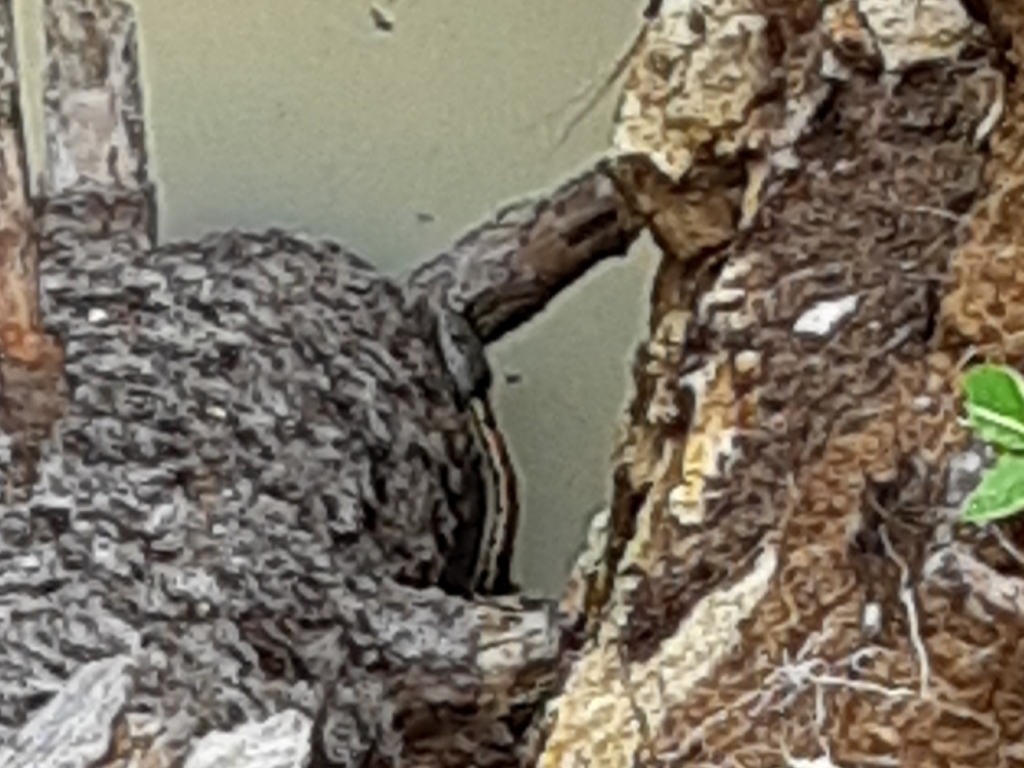 Black-necked Garter Snake from Morelia, Michoacán, Mexiko on September ...