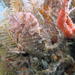 Observation photo
