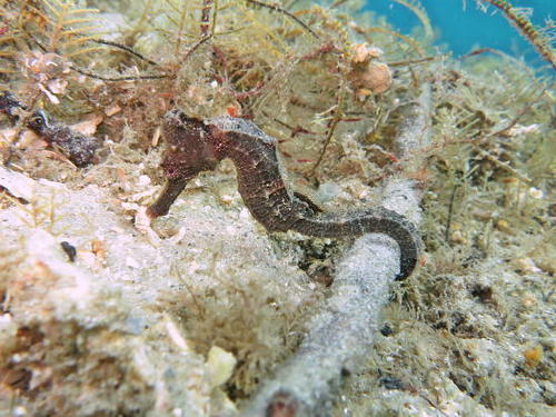 Northern Seahorse