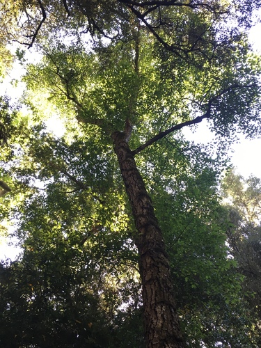 iNaturalist observation photo of white alder