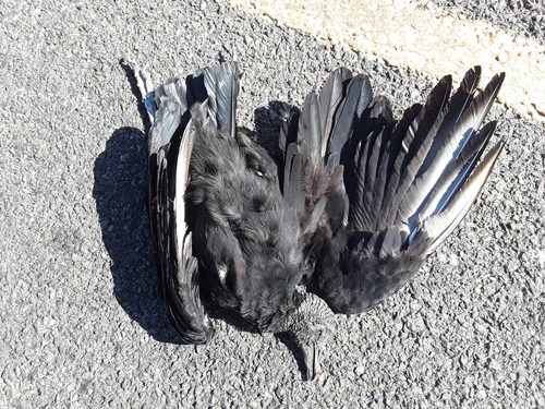 Black Vulture