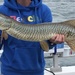 Tiger Muskellunge - Photo (c) Daniel Hart, all rights reserved, uploaded by Daniel Hart