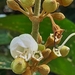 Meriania phlomoides - Photo 由 Didier Gonzalez Mora 所上傳的 (c) Didier Gonzalez Mora，保留所有權利